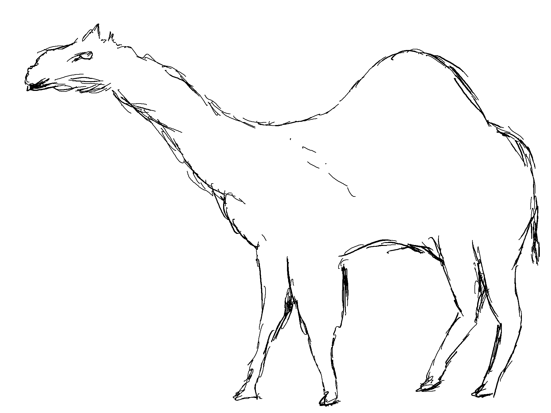 Camel