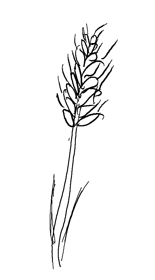 Wheat & Chaff