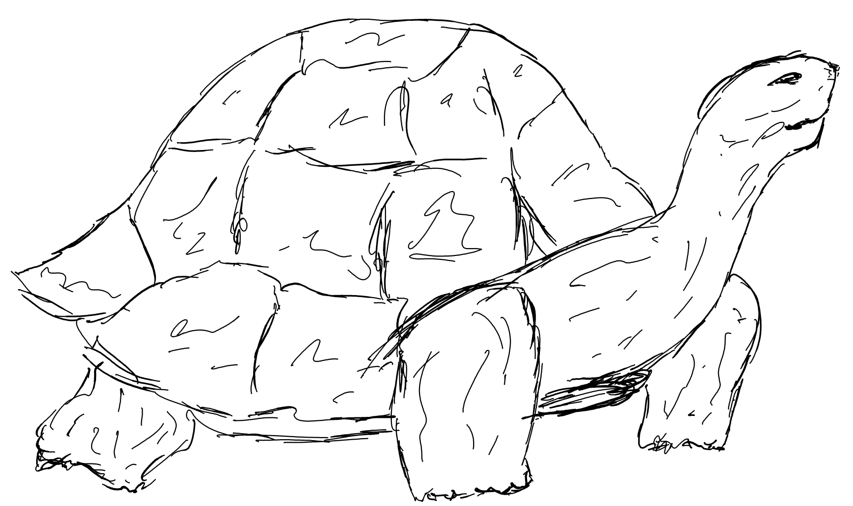 Tortoise